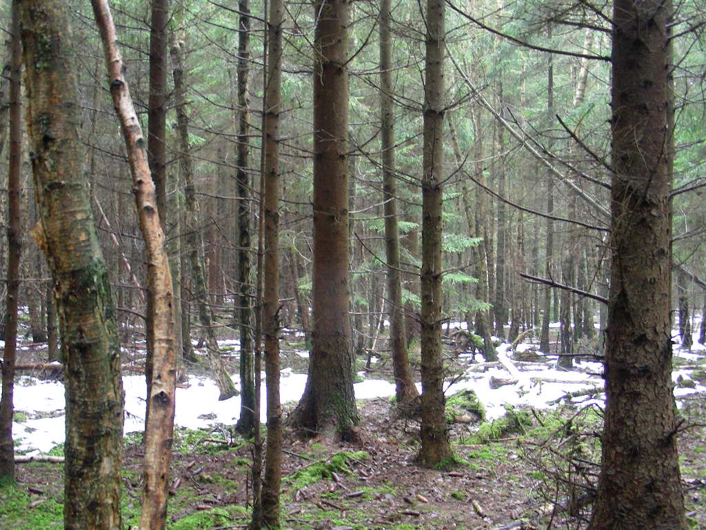 Chi cerca ...trova (Hygrophorus marzuolus)